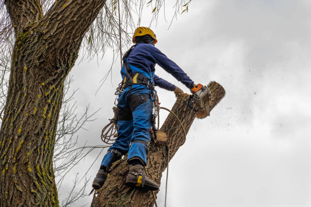 Best Emergency Storm Tree Removal  in Portola Valley, CA